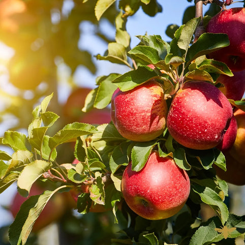 Autumn Orchard