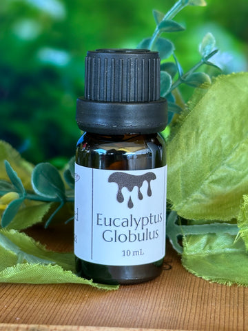 Eucalyptus Globulus