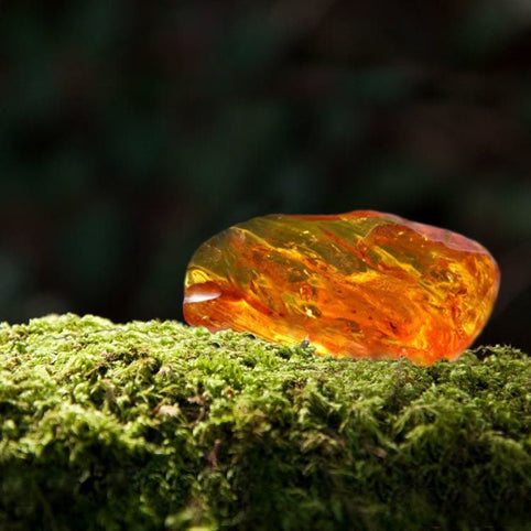 Forest Foraging