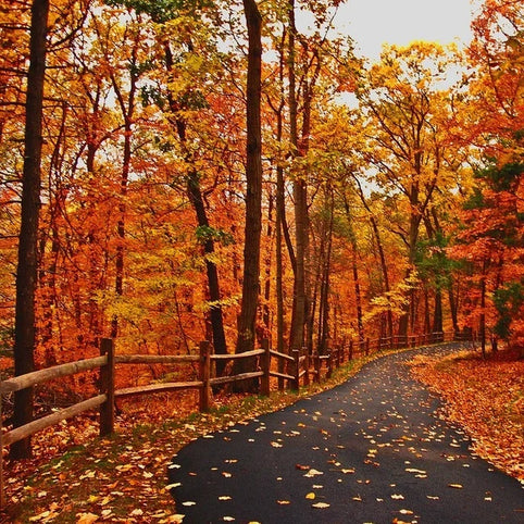 Autumn Walk